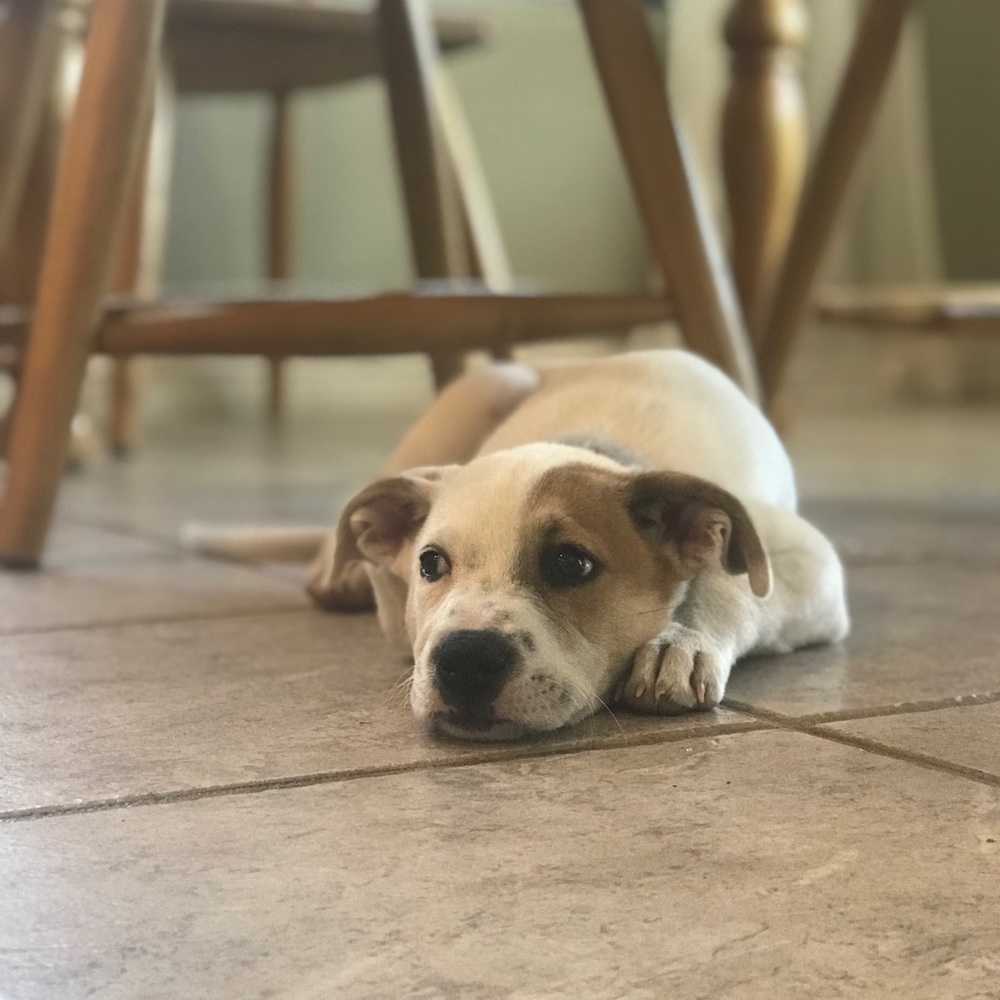 Meet your Posher, Ava